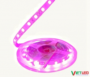 LED DÂY 5054 MÀU HỒNG KHÔNG KEO 12V