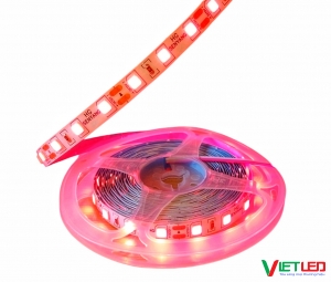 LED DÂY 5054 MÀU ĐỎ KHÔNG KEO 12V