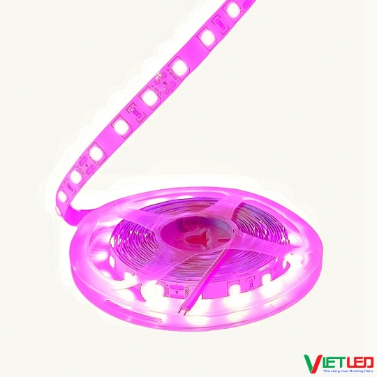 LED DÂY 5054 MÀU HỒNG KHÔNG KEO 12V