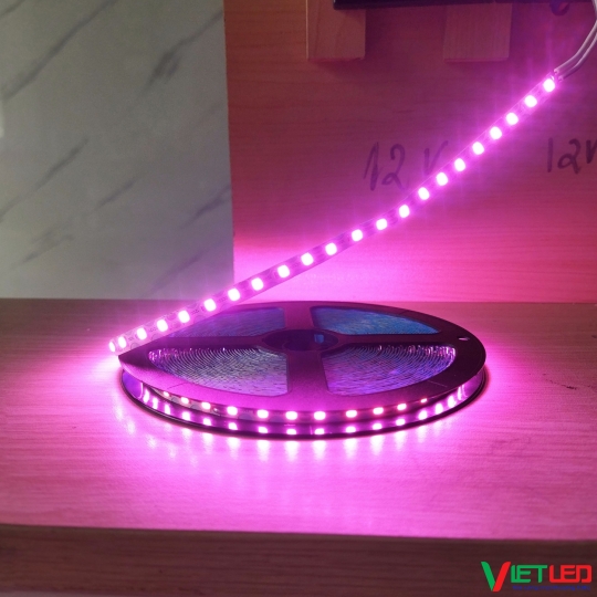 LED DÂY ZICZAC 20M - 12V ÁNH SÁNG HỒNG